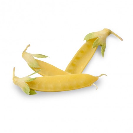GUISANTE TIRABEQUE AMARILLO  M-11