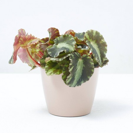 BEGONIA REX CLEOPATRAE M-6