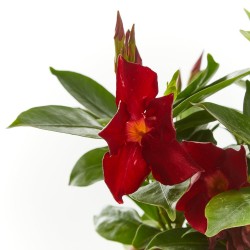 JAZMÍN DE CHILE GRAN FORMATO