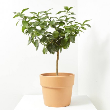 LIMA ENANO TERRAZA MACETA 20CM