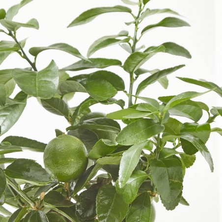 LIMA ENANO TERRAZA MACETA 20CM