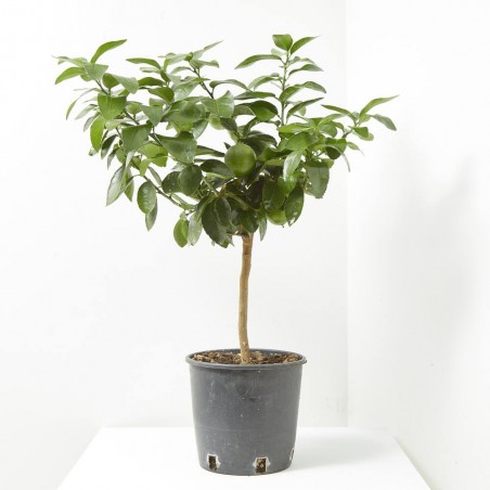 LIMA ENANO TERRAZA MACETA 20CM