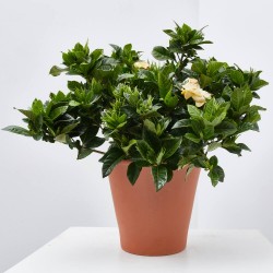 GARDENIA MACETA 15CM EXTERIOR