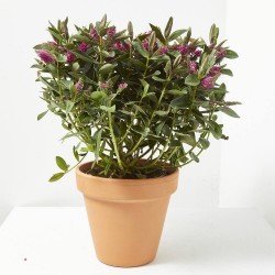 HEBE PREMIUM MACETA 15CM