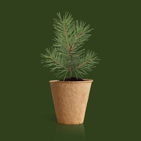 KIT ARBOL NAVIDAD