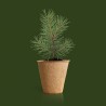 KIT ARBOL NAVIDAD