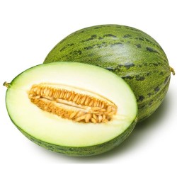 MELON PIEL DE SAPO X4  INJERTADO