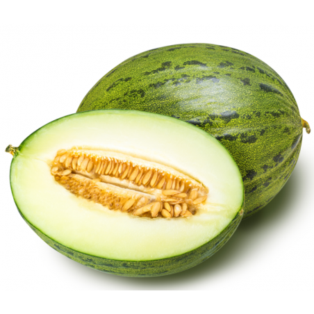 MELON PIEL DE SAPO X4  INJERTADO