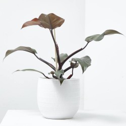 PHILODENDRON CHERRY RED M-14