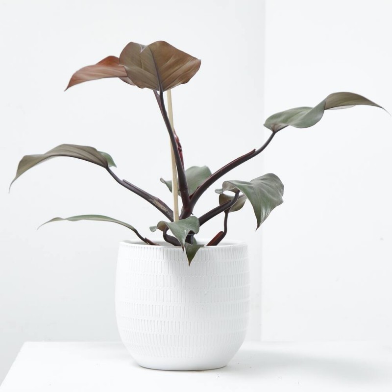 PHILODENDRON CHERRY RED M-14
