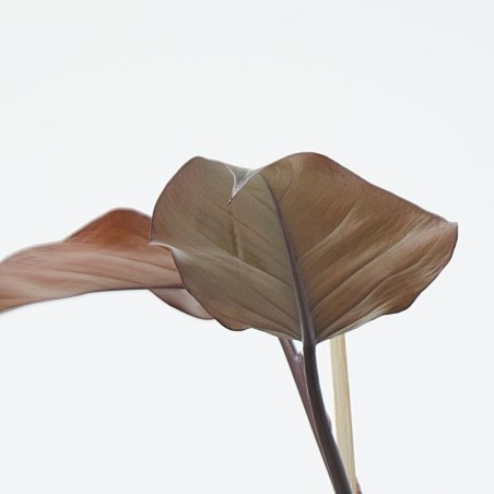 PHILODENDRON CHERRY RED M-14
