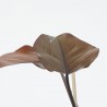 PHILODENDRON CHERRY RED M-14