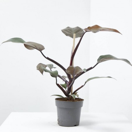 PHILODENDRON CHERRY RED M-14