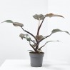 PHILODENDRON CHERRY RED M-14