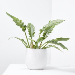 PHILODENDRON NARROW RING OF FIRE M-14