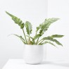 PHILODENDRON NARROW RING OF FIRE M-14