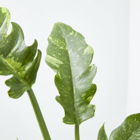 PHILODENDRON NARROW RING OF FIRE M-14