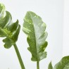PHILODENDRON NARROW RING OF FIRE M-14