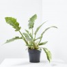 PHILODENDRON NARROW RING OF FIRE M-14