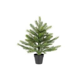 ABETO GRANDIS MINI