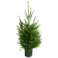 ABETO NATURAL PICEA EXCELSA REPICADO GRAN FORMATO