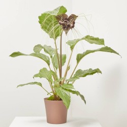 TACCA “FLOR MURCIÉLAGO” MACETA 17CM