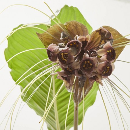 TACCA “FLOR MURCIÉLAGO” MACETA 17CM