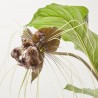 TACCA “FLOR MURCIÉLAGO” MACETA 17CM
