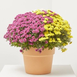 MARGARITA HIBRIDA TRICOLOR MACETA 3L