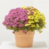 MARGARITA HIBRIDA TRICOLOR MACETA 3L