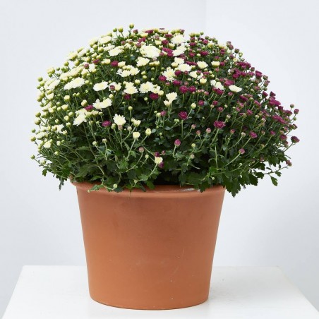 MARGARITA HIBRIDA TRICOLOR MACETA 3L