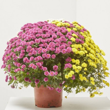 MARGARITA HIBRIDA TRICOLOR MACETA 3L