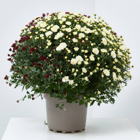 MARGARITA HIBRIDA TRICOLOR MACETA 3L