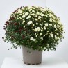 MARGARITA HIBRIDA TRICOLOR MACETA 3L