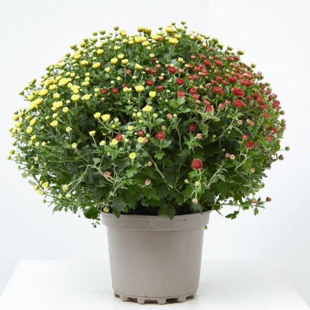 MARGARITA HIBRIDA TRICOLOR MACETA 3L