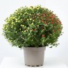 MARGARITA HIBRIDA TRICOLOR MACETA 3L
