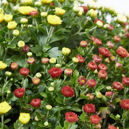 MARGARITA HIBRIDA TRICOLOR MACETA 3L