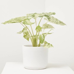 ALOCASIA ODORA VARIEGATA MACETA 17CM