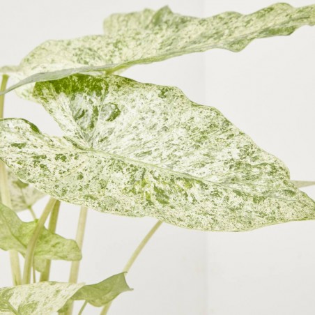 ALOCASIA ODORA VARIEGATA MACETA 17CM