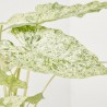 ALOCASIA ODORA VARIEGATA MACETA 17CM