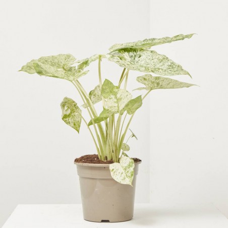 ALOCASIA ODORA VARIEGATA MACETA 17CM