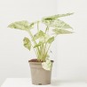 ALOCASIA ODORA VARIEGATA MACETA 17CM