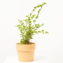 CAMELIA OLOROSA MACETA 3L