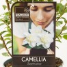 CAMELIA OLOROSA MACETA 3L