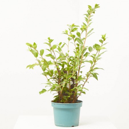 CAMELIA OLOROSA MACETA 3L