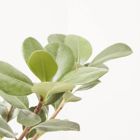 RAPHIOLEPSIS MACETA 3L