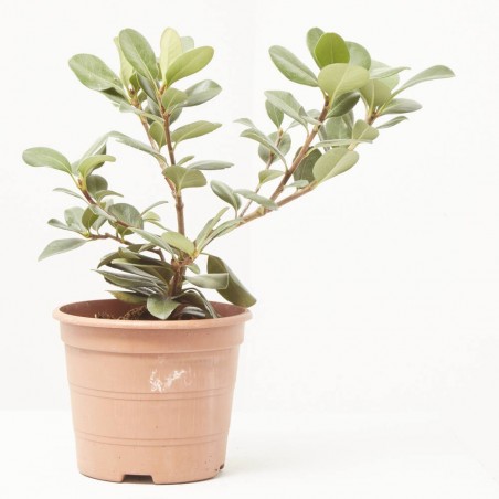 RAPHIOLEPSIS MACETA 3L