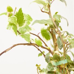 HIEDRA GLORIA MARENGO 3L