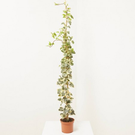 HIEDRA GLORIA MARENGO 3L