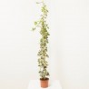 HIEDRA GLORIA MARENGO 3L